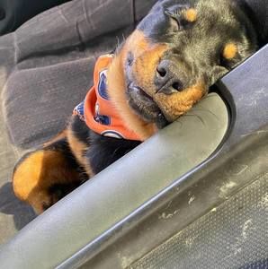 Meet your Posher, Rae anne